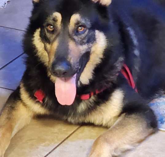 Photo of Buddy Boy