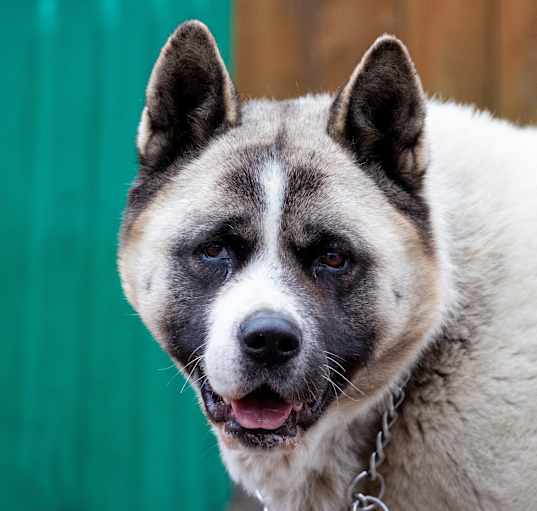 Photo of Bella