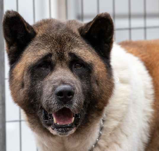 Photo of Bear