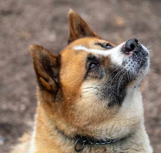 Photo of Tilly