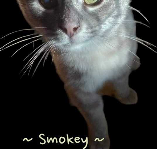 Photo of Smokey