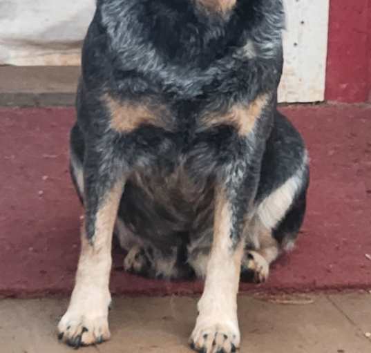 Photo of Dixie