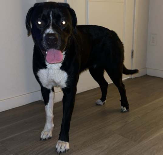 Photo of Remi