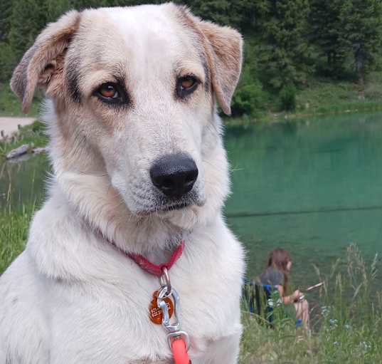Photo of Boomer