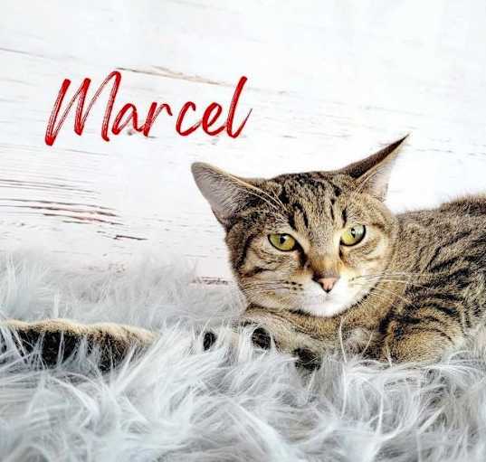 Photo of Marcel