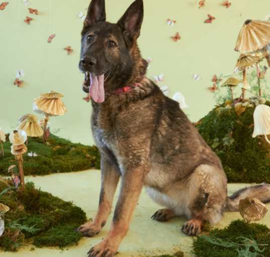 Photo of Sosa