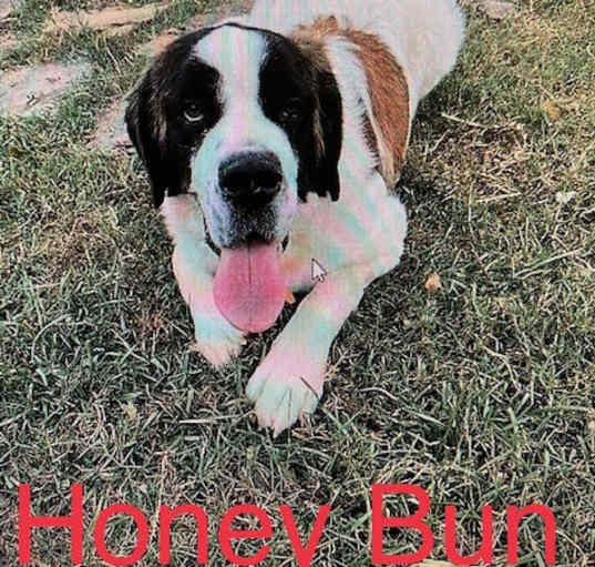 Photo of HoneyBun