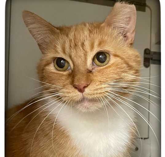 Photo of Marmalade