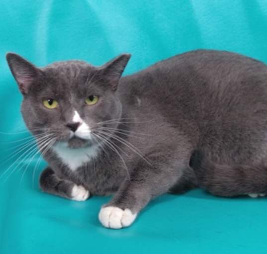 Photo of Scooter