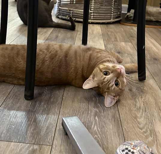 Photo of Annie