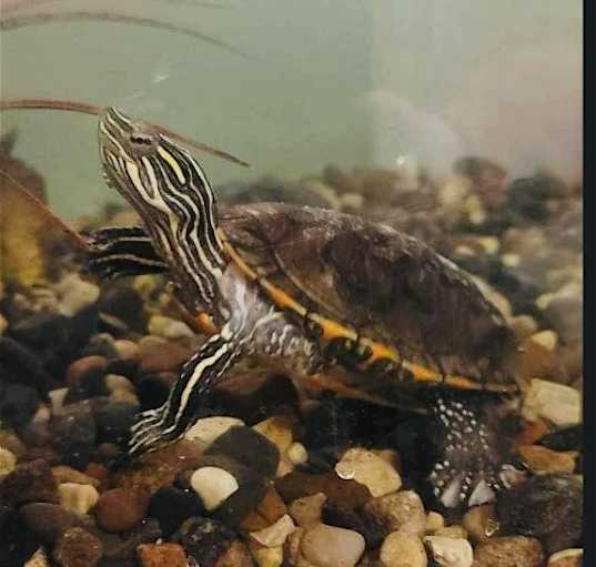 Photo of Smalls