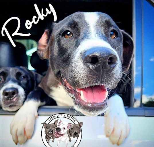 Photo of Rocky the loyal family puppy