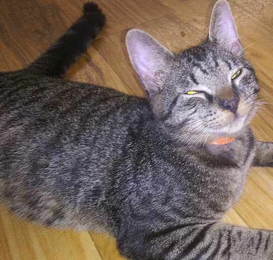 Photo of Albert