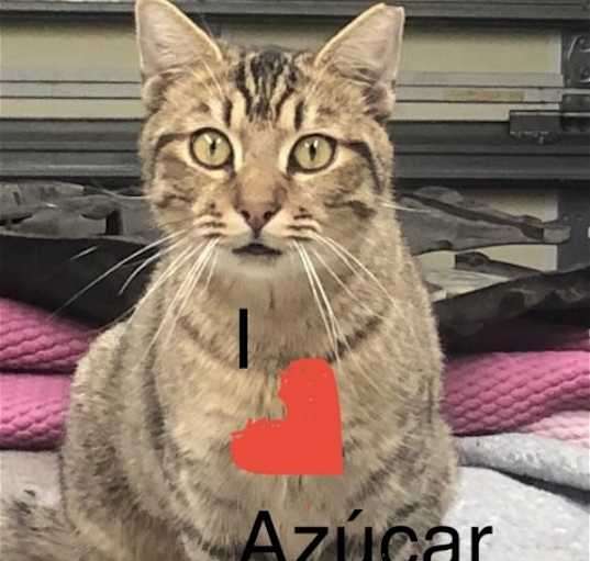 Photo of Azucar