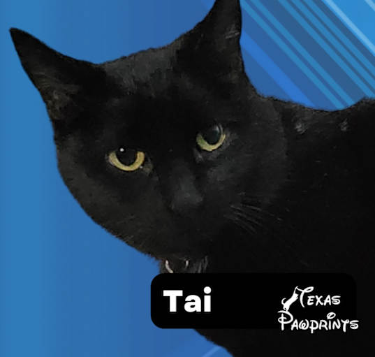 Photo of Tai