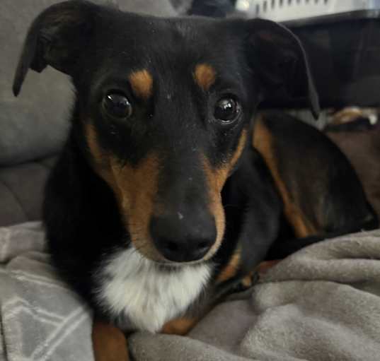 Photo of Buckeye