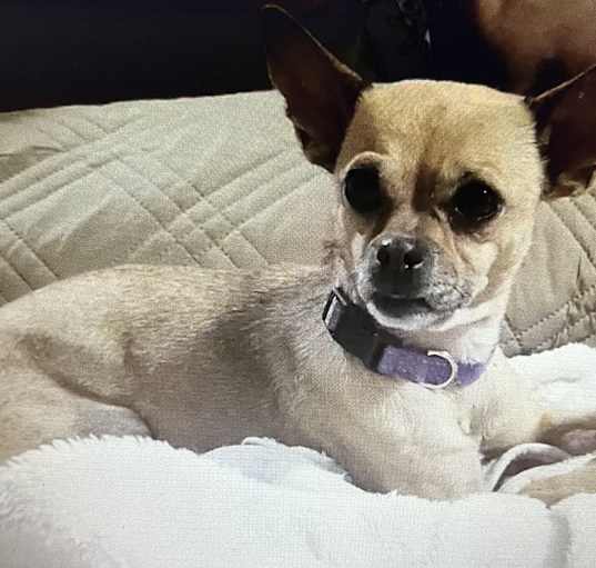 Photo of Tater Tot