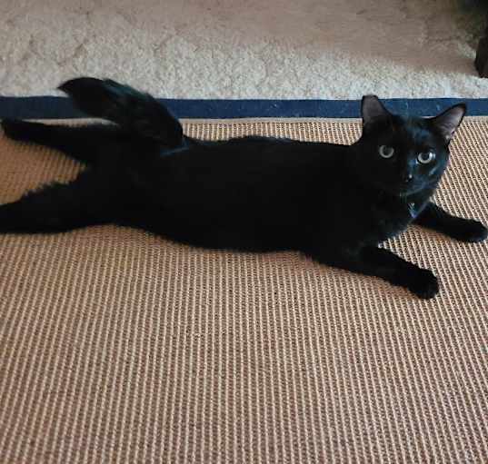 Photo of Binky