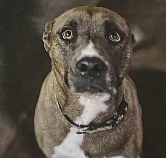Photo of Dino