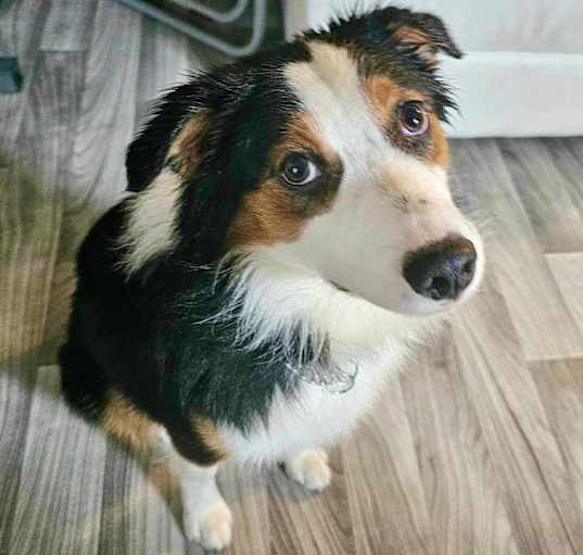 Photo of Snickers