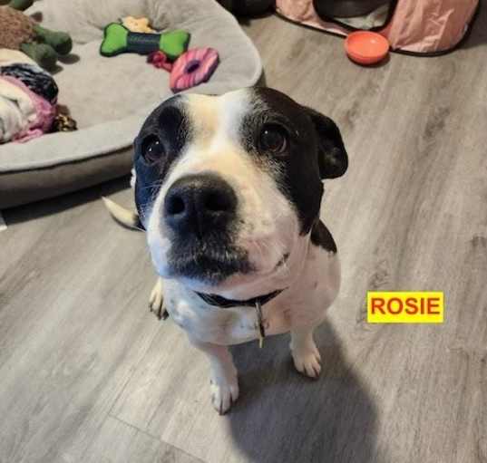 Photo of ROSIE