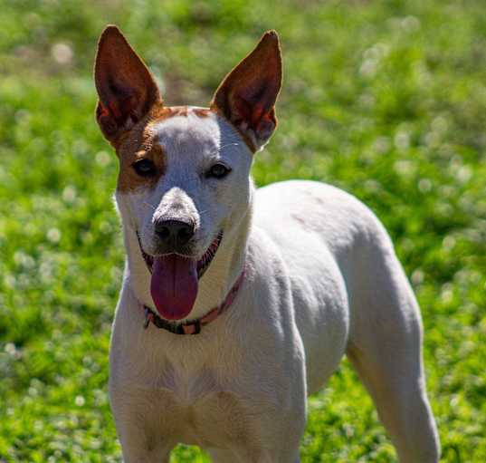 Photo of Pipsqueak