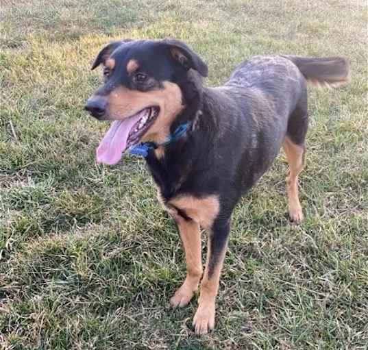 Photo of COOPER (BONDED W/BAILEY) (COURTESY POST)