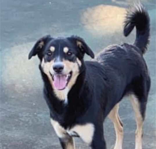 Photo of BAILEY (BONDED W/COOPER)(COURTESY POST)
