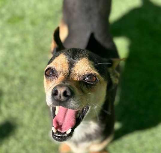 Photo of Nacho