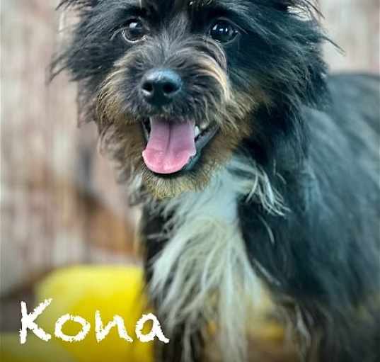 Photo of Kona