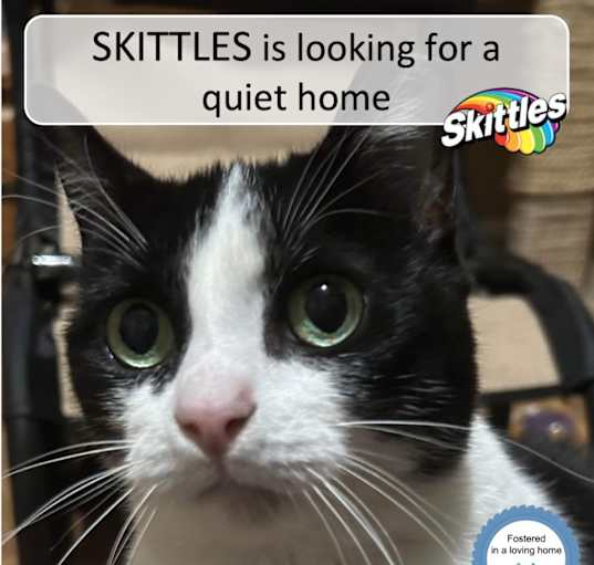 Photo of Skittles