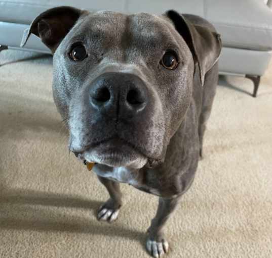 Photo of Django