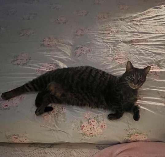 Photo of Paisley