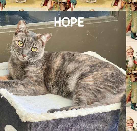 Photo of Hope