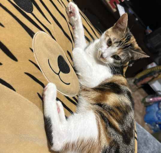 Photo of Raya