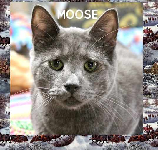 Photo of Moose