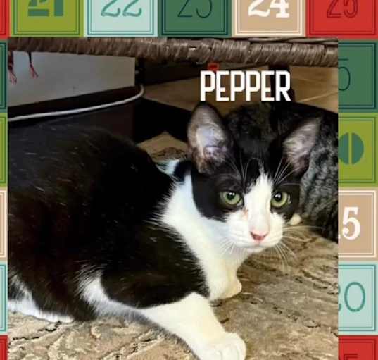 Photo of Pepper