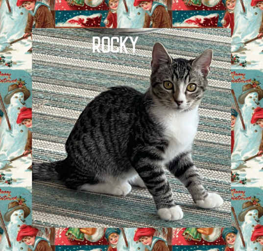 Photo of Rocky