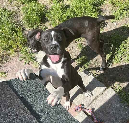 Photo of Blaze