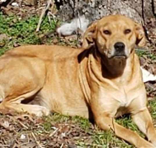 Photo of Goldie C.