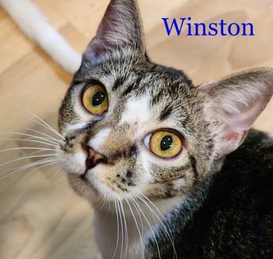 Photo of Winston