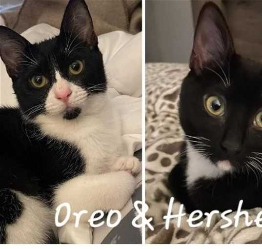 Photo of Oreo & Hershey #bonded-sibs