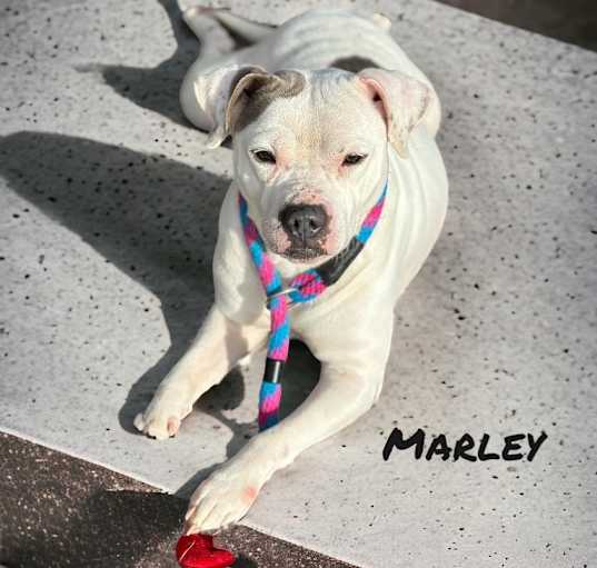 Photo of Marley