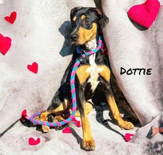 Photo of Dottie