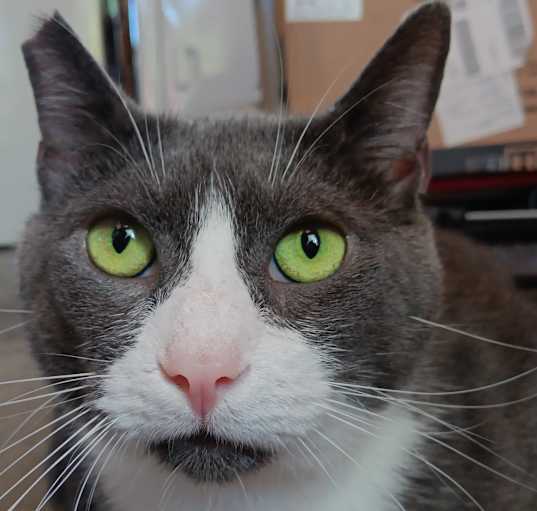 Photo of Bixby