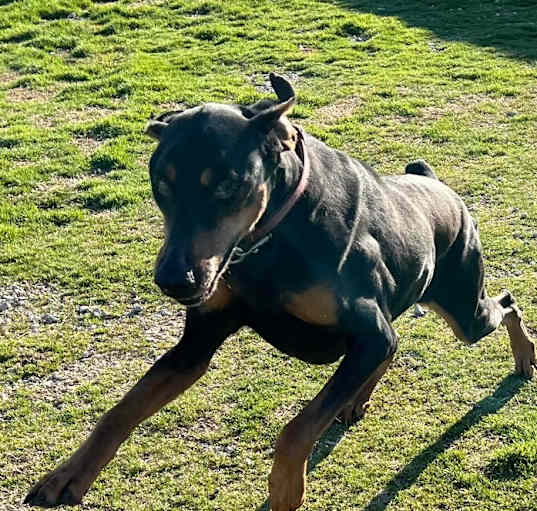 Photo of Duchess