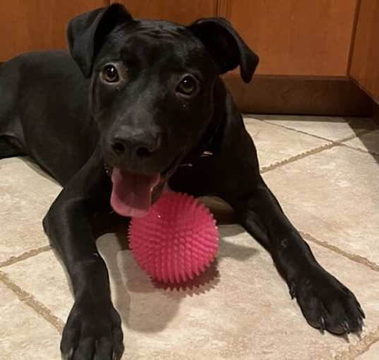 Photo of Sparkle (Olivia)