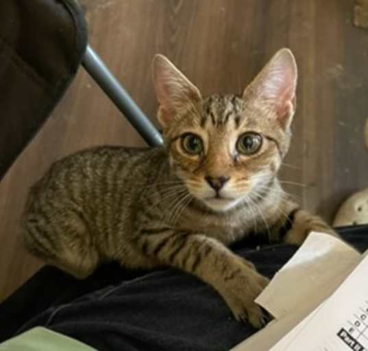 Photo of Leia