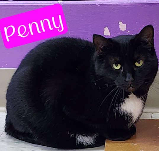 Photo of Penny