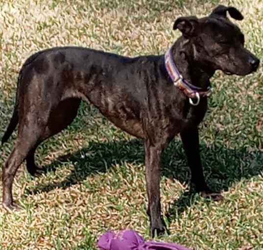 Photo of Clementine (Clemy)